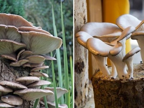 How To Grow Oyster Mushrooms At Home?