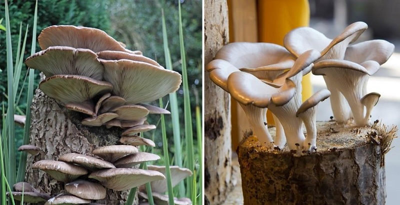 How To Grow Oyster Mushrooms At Home?