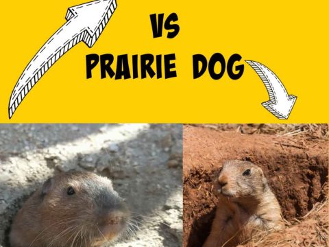 Gopher vs. Prairie Dog: Everything You Need to Know