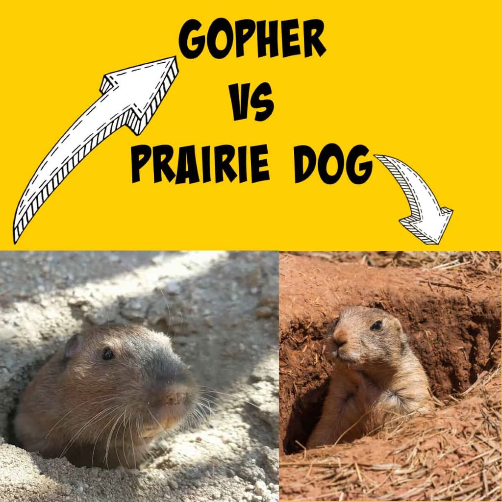 Gopher vs. Prairie Dog: Everything You Need to Know - Buzzy Moment