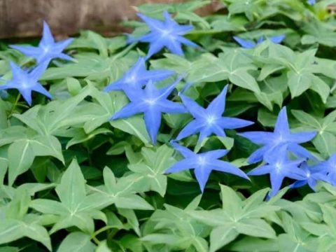 How to Solve Issues with Blue star creeper